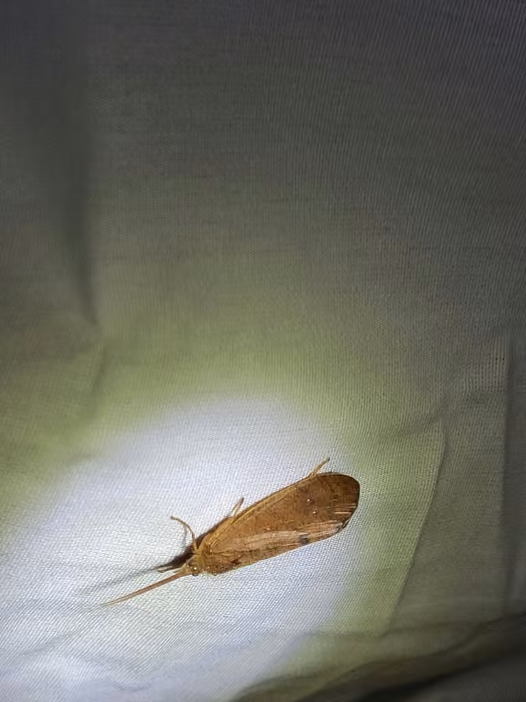 Eyed giant caddisfly, photo 3 of 5