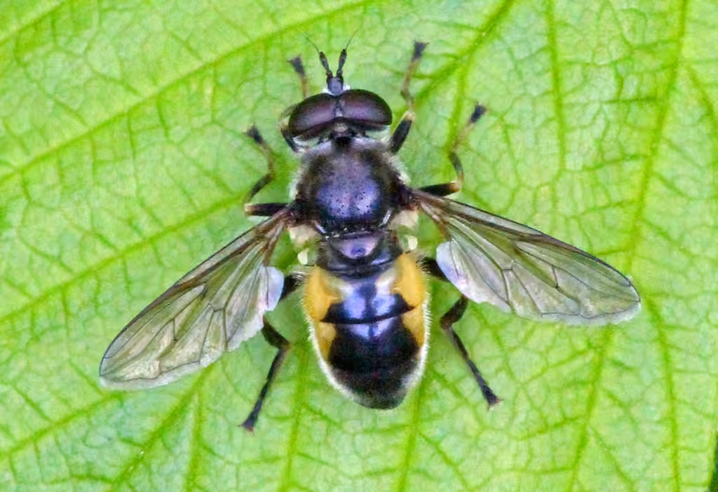 Confusing Wood Fly