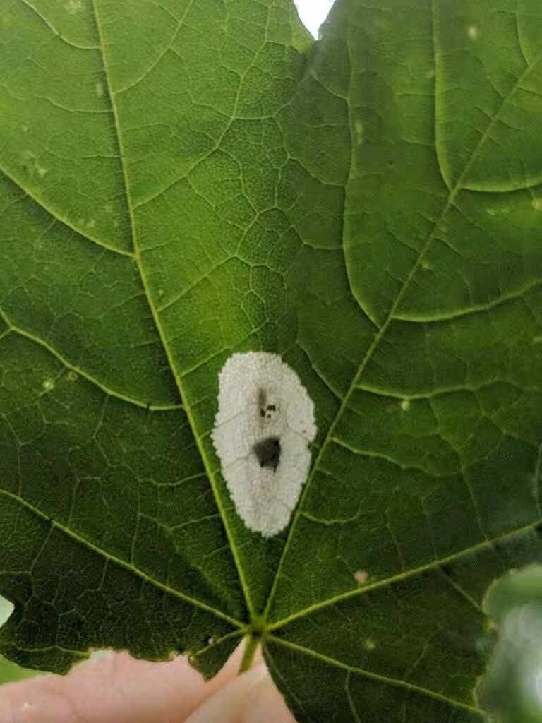 Phyllonorycter clemensella, Leaf mine