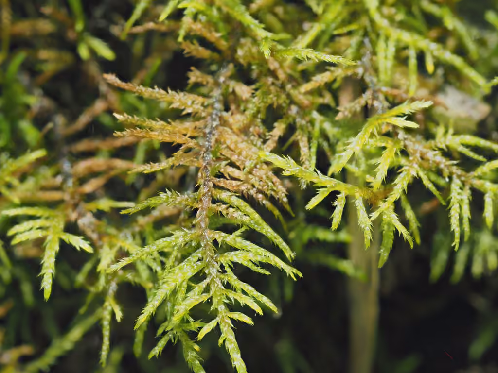 Narrow-leaved wetland plume moss, photo 3 of 5