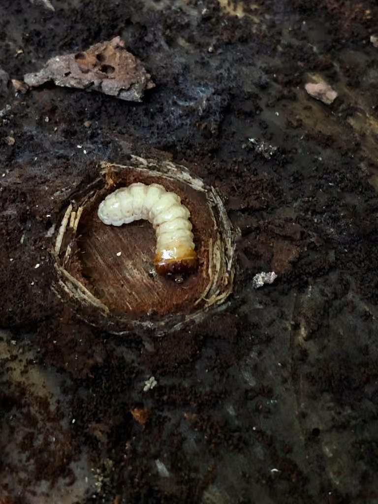 Ribbed Pine Borer, Larva
