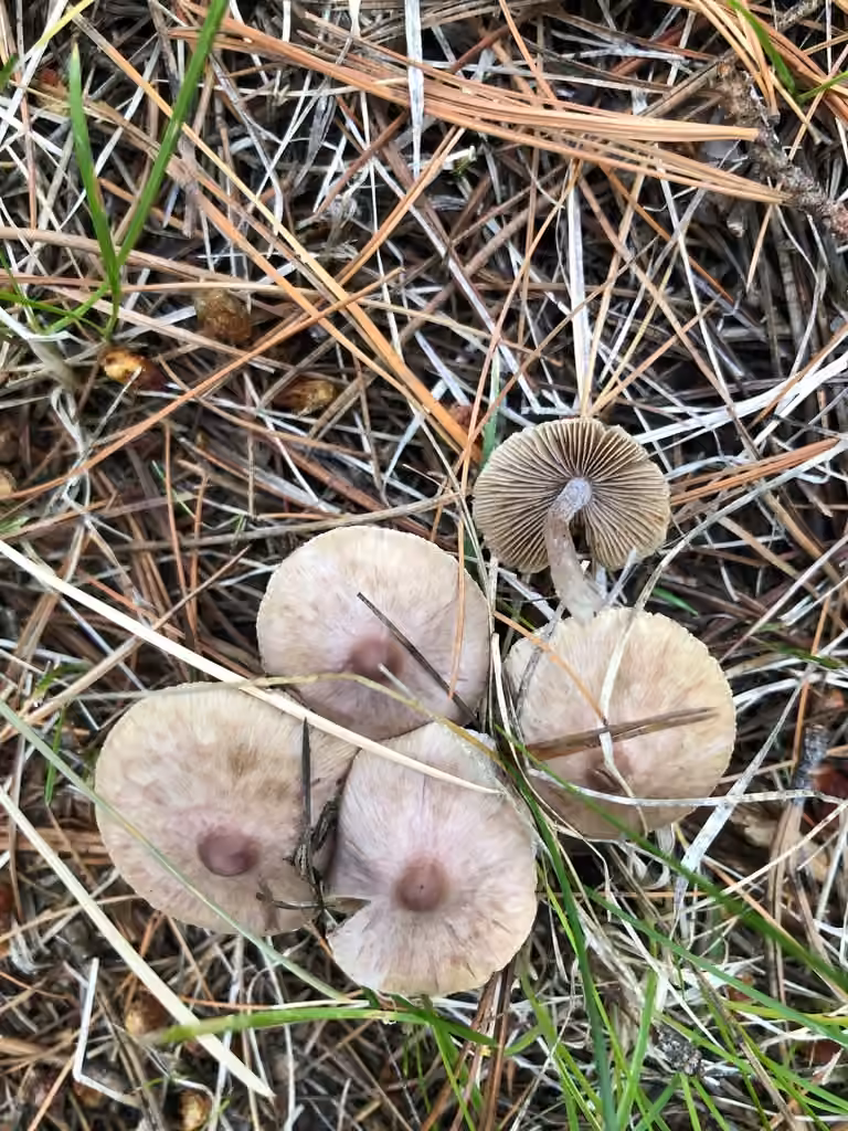 Inocybe pallidicremea, photo 1 of 5