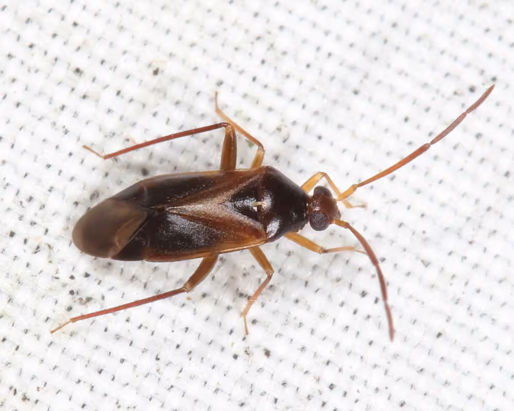 Ceratocapsus modestus, photo 2 sur 5