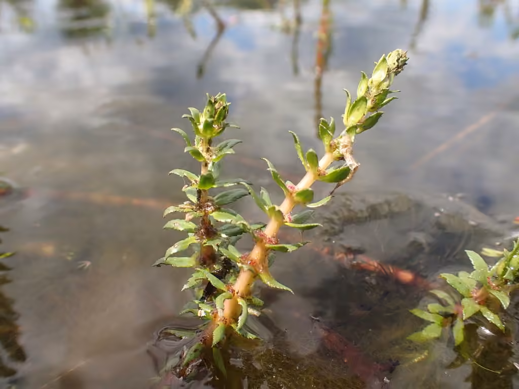 Myriophylle à feuilles variées, photo 1 sur 5