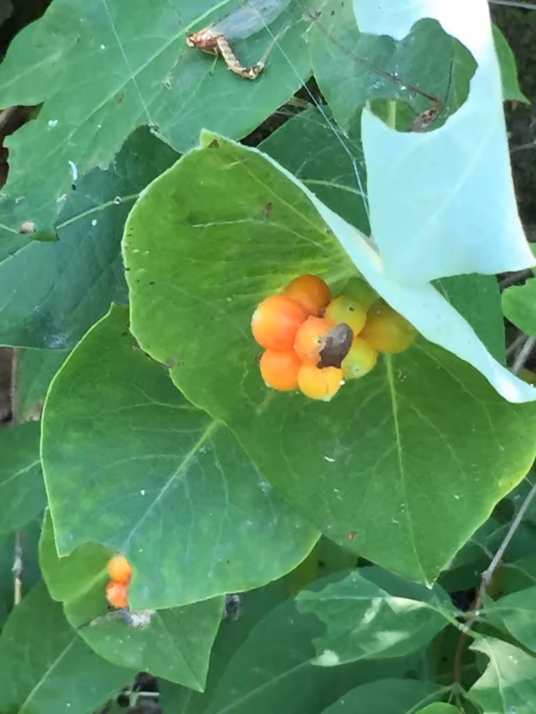 Limber honeysuckle, In fruit