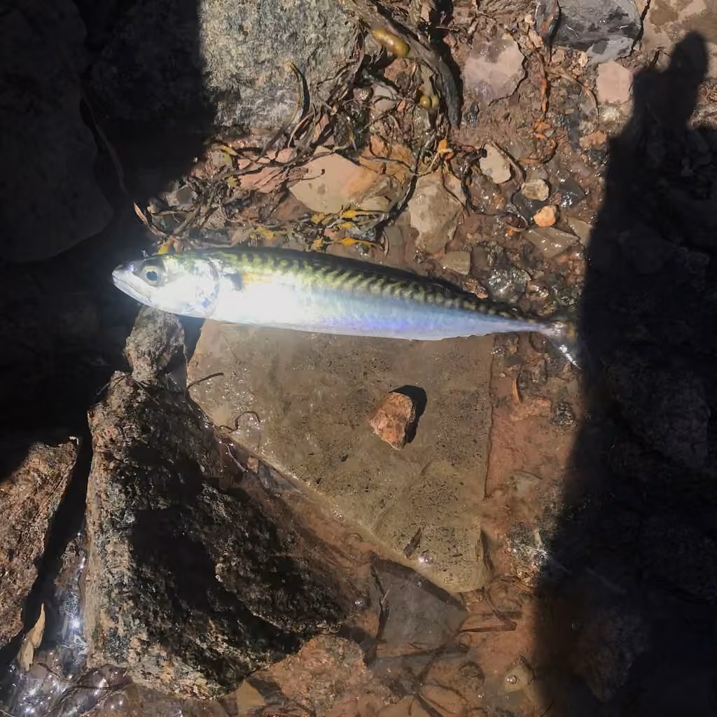 Atlantic Mackerel, Juvenile