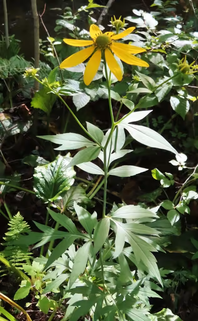 Cutleaf coneflower, In flower