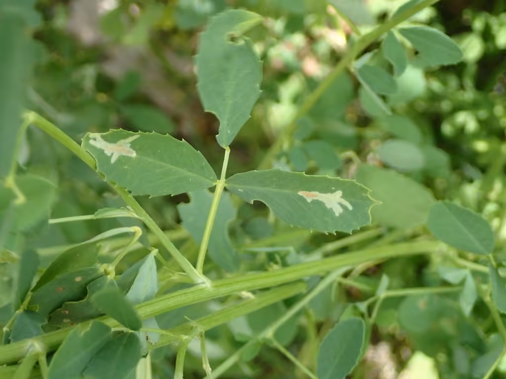 Micrurapteryx occulta, Leaf mine