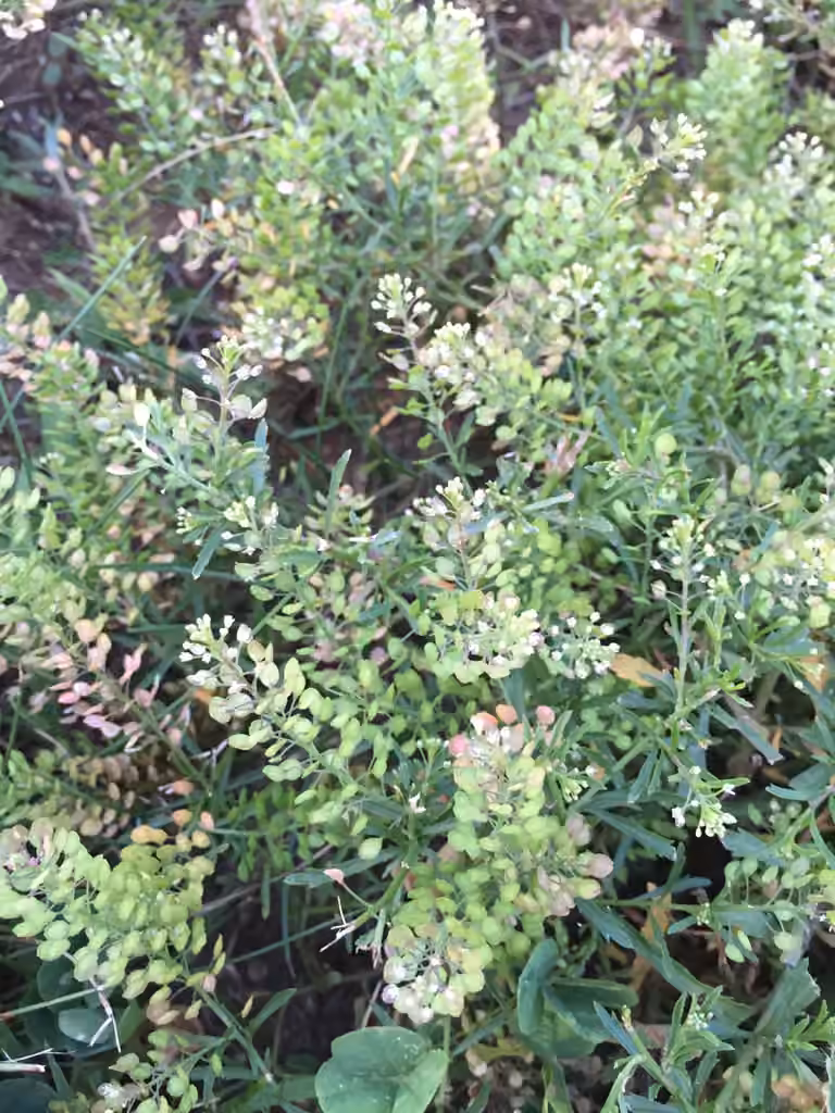 Miner's pepperwort, photo 2 of 5