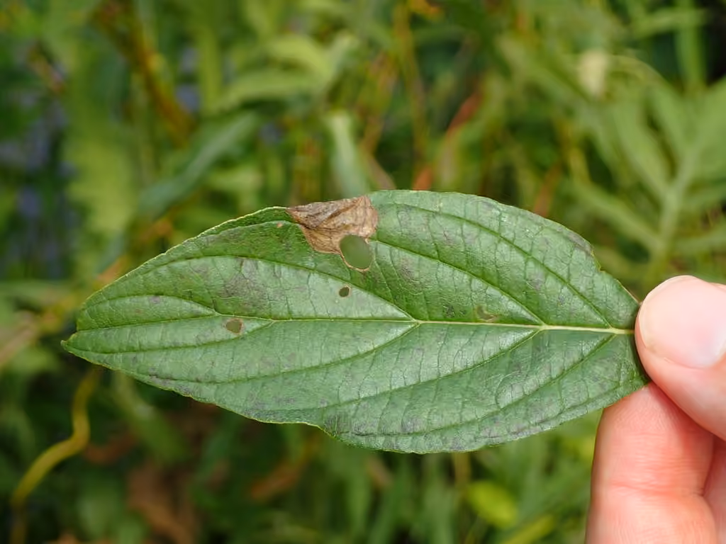 Antispila freemani, photo 3 of 5