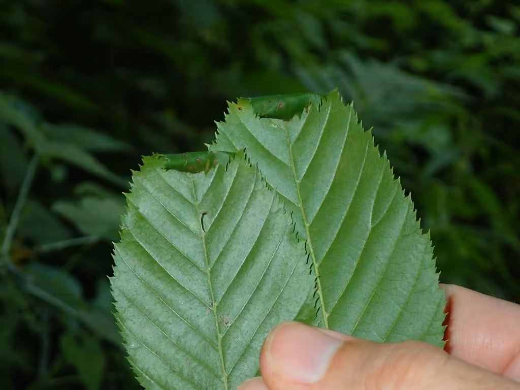 Ironwood Leafcone Moth, photo 1 sur 5