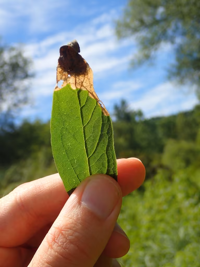 Pitted tortoise beetle