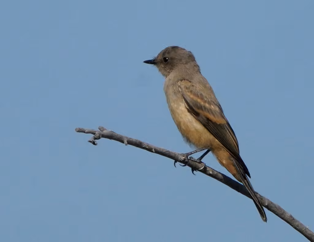 Say's Phoebe, Juvenile