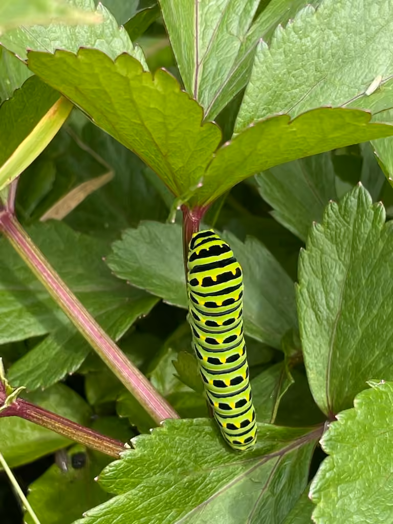 Papillon queue-courte, Chenille