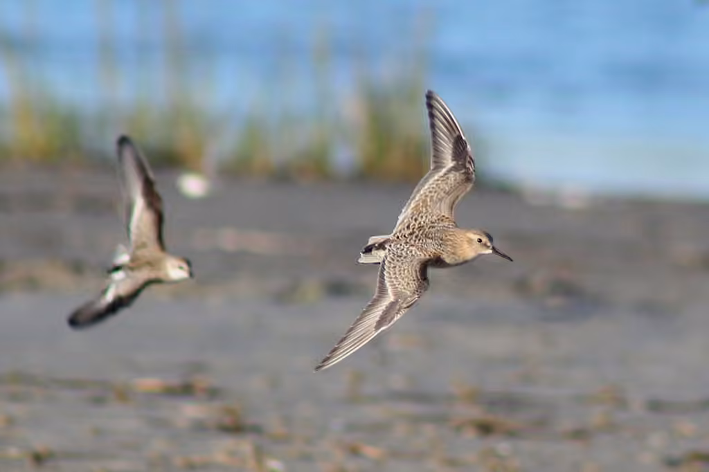 Baird's Sandpiper, photo 3 of 5