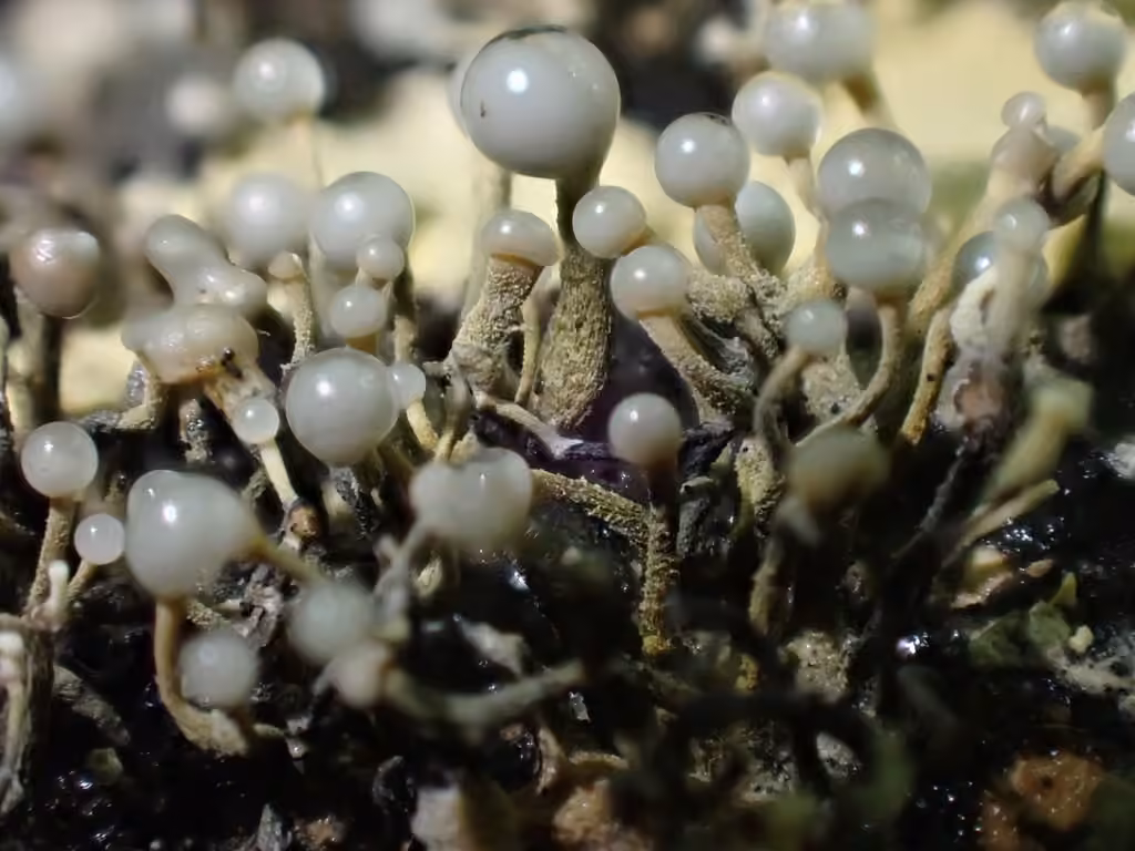 Trichoderma flavipes, photo 3 sur 5