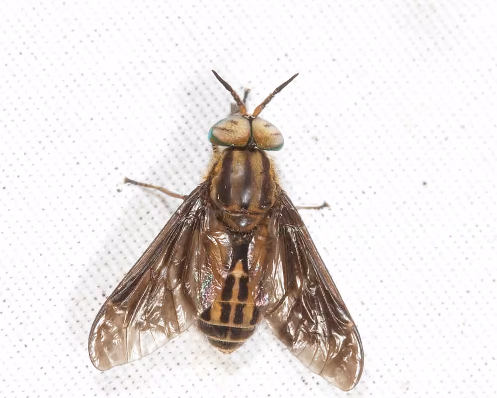 Wandering Deer Fly, Male