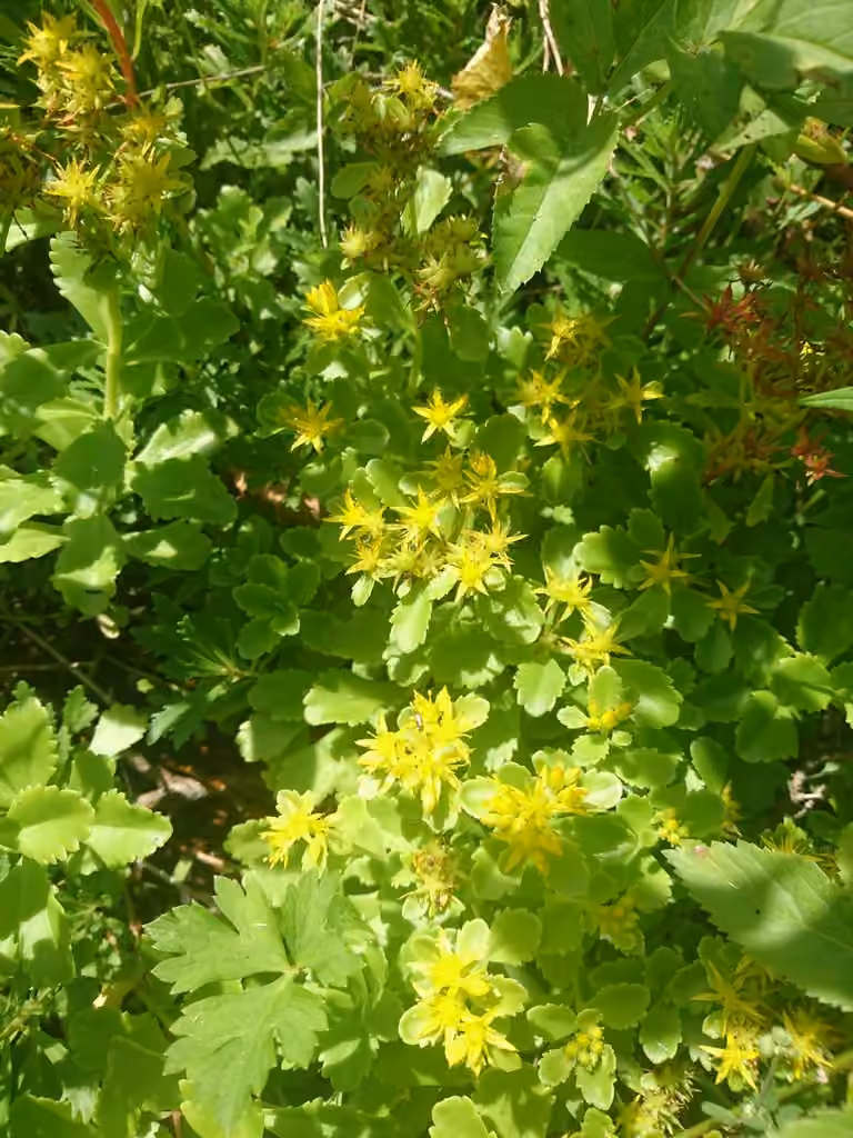 Phédime d’Ellacombe, En fleurs