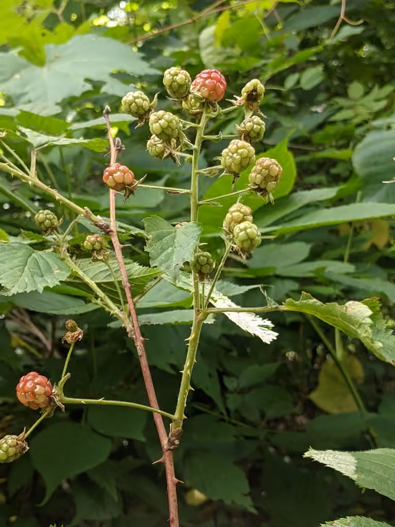 Ronce des Alléghanys, En fruits
