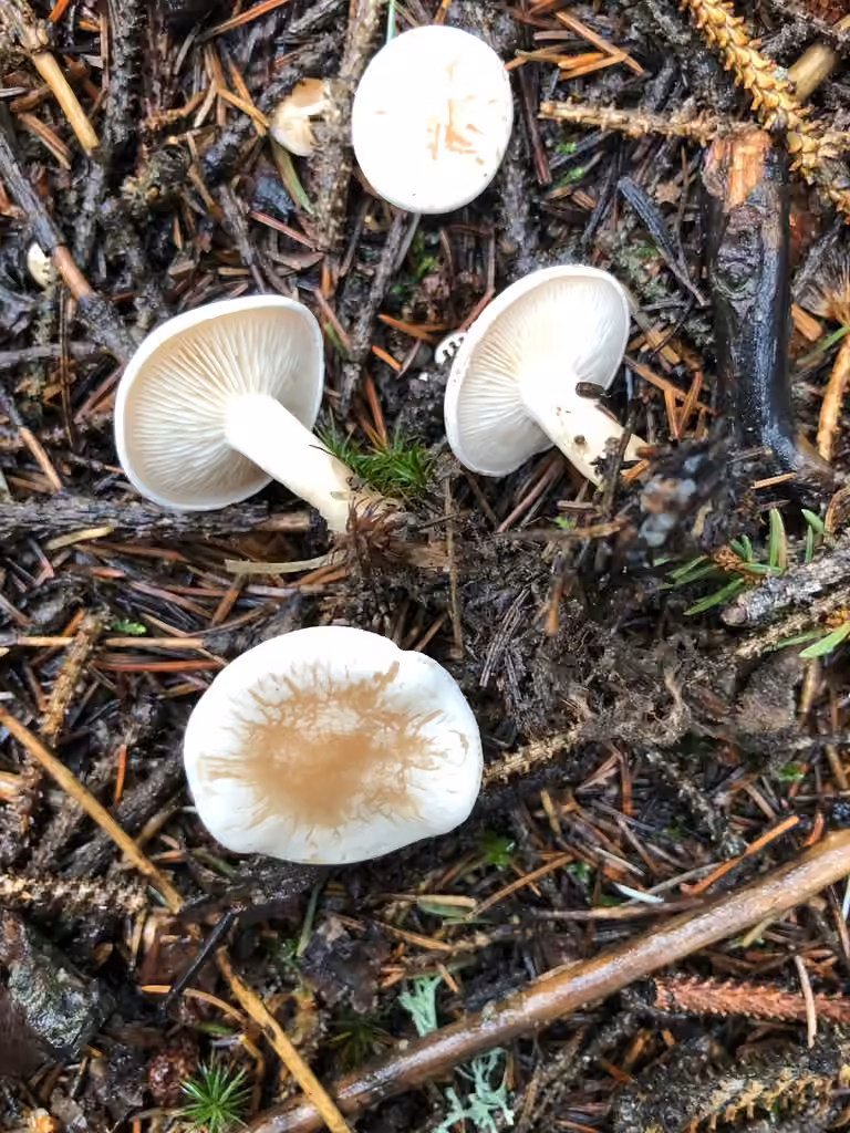 Clitocybe des feuilles, photo 1 sur 5