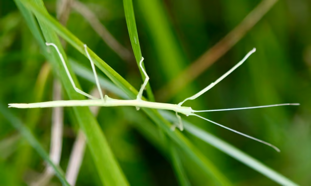 Northern Walkingstick, Nymph