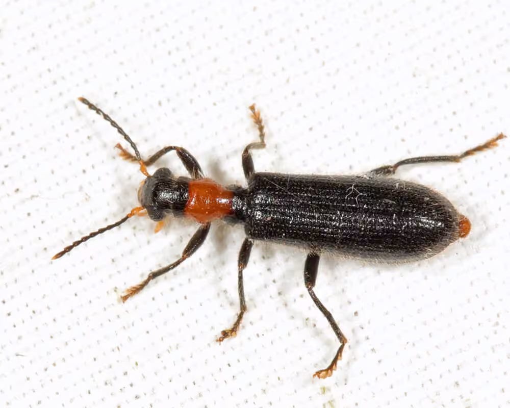 Bicolored Checkered Beetle, Adult