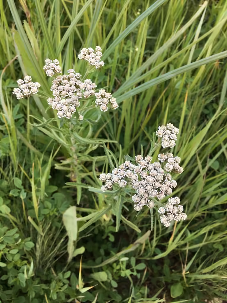 Siberian yarrow, photo 1 of 5