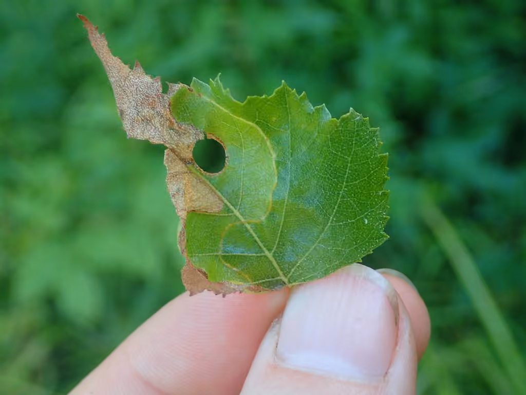 Striped Bright, Leaf mine