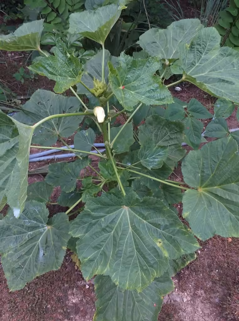 Okra, photo 3 of 5