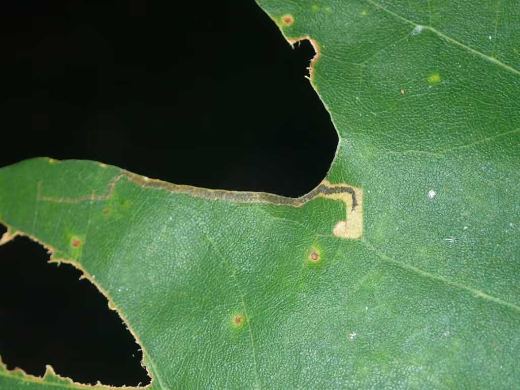 Stigmella nigriverticella, Mine
