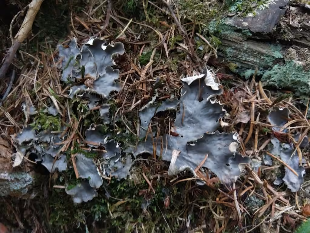 Bluish dog-lichen, photo 1 of 5