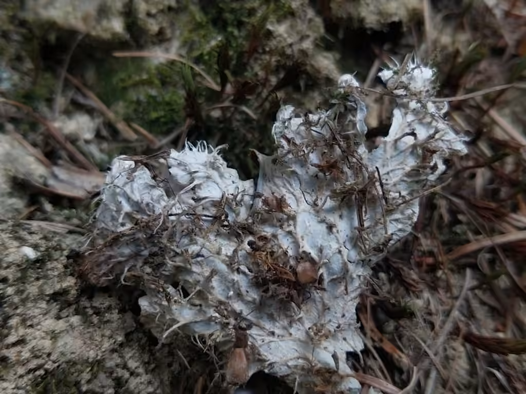 Bluish dog-lichen, photo 3 of 5