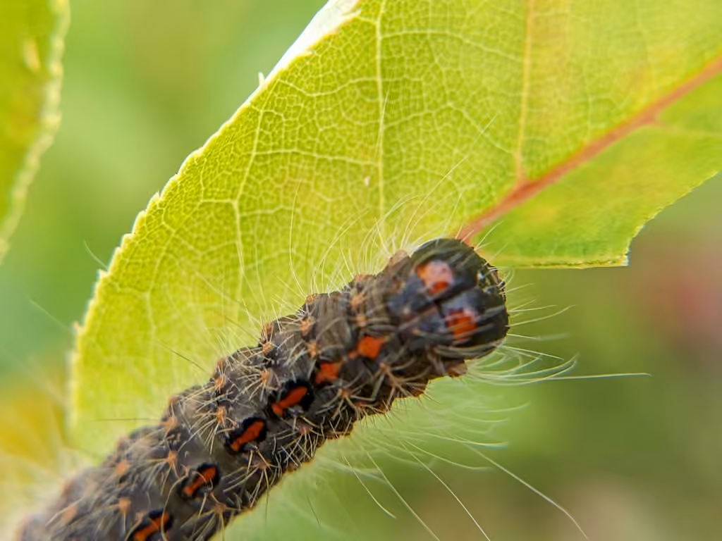 Cherry Dagger, Chenille