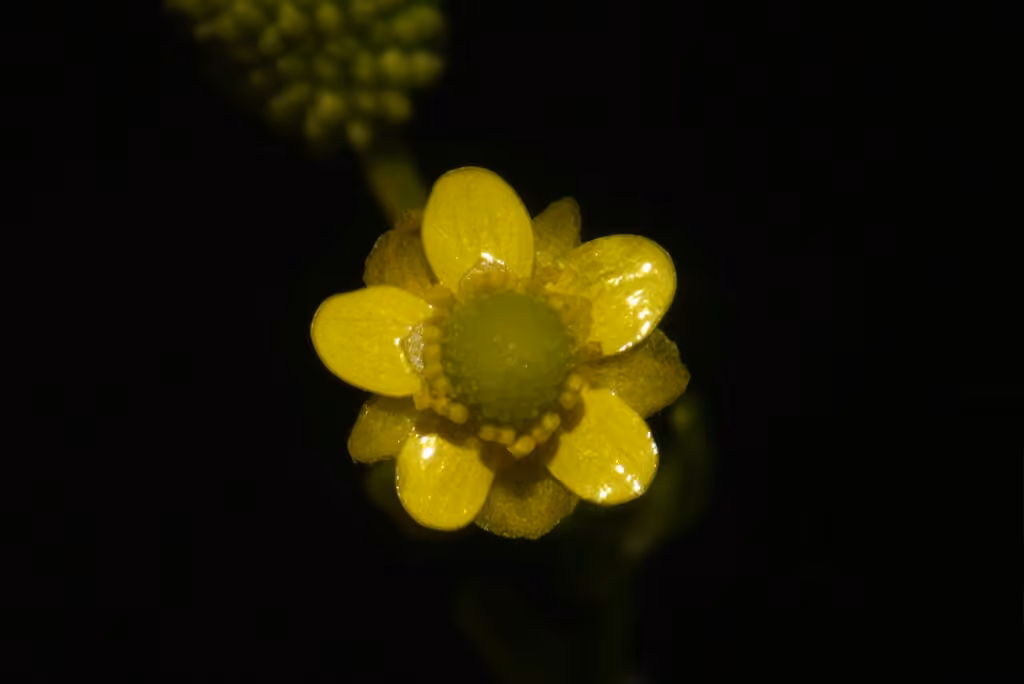 Cursed buttercup, photo 1 of 5