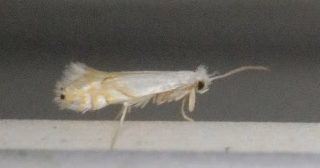Phyllonorycter clemensella, Adult
