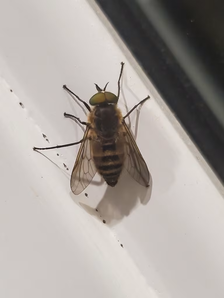 Tranquil horse fly, Male
