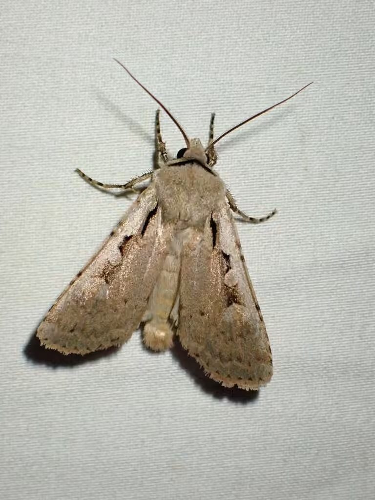 Early cutworm, Adult