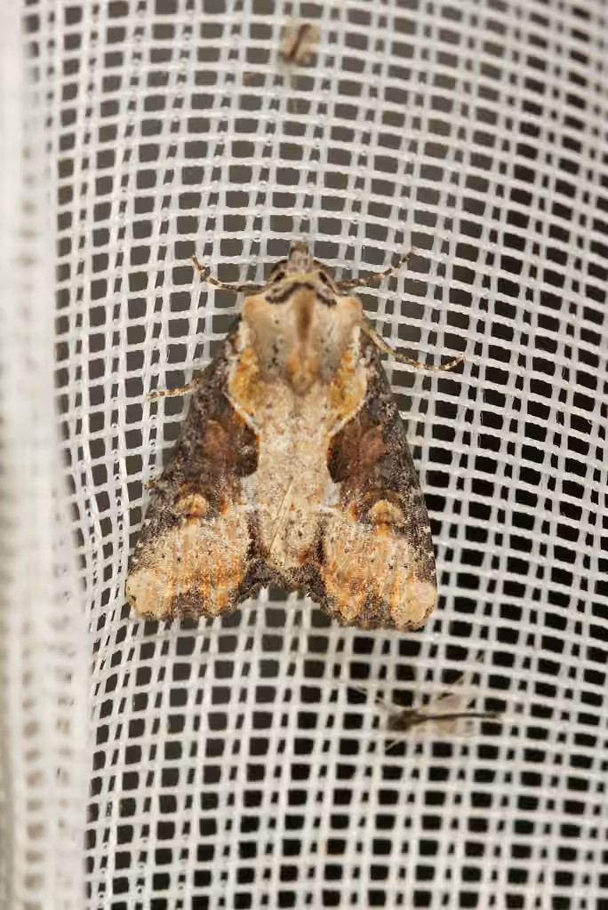 Double-lobed Moth, photo 3 of 5