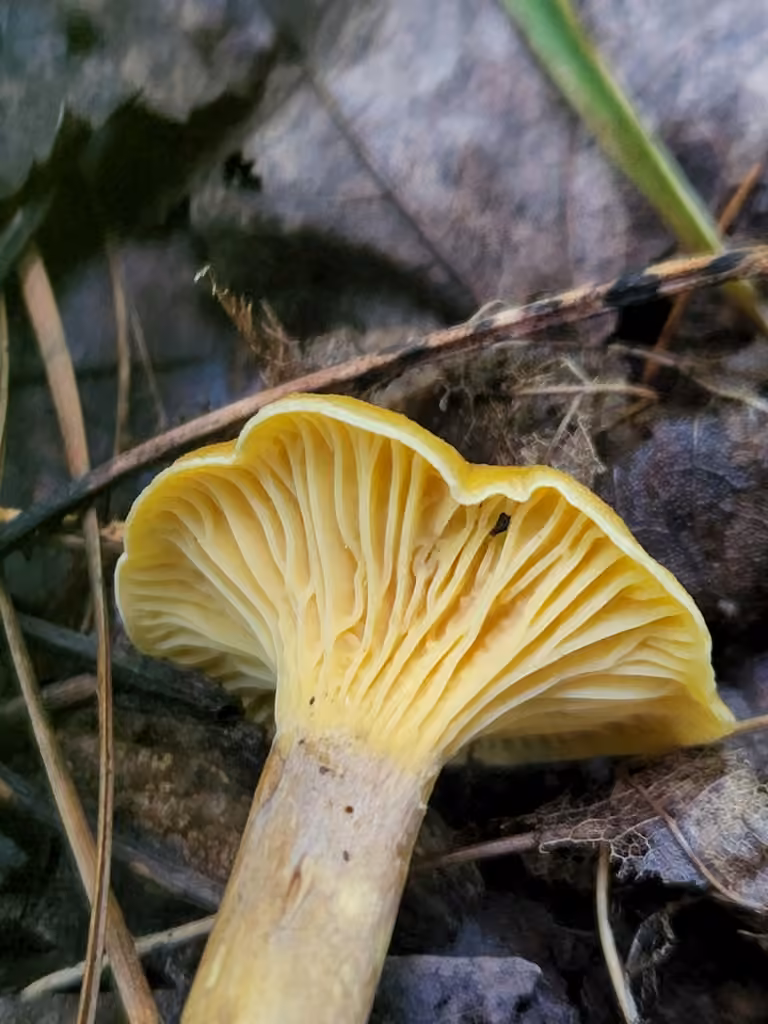 Appalachian Chanterelle, photo 3 sur 5