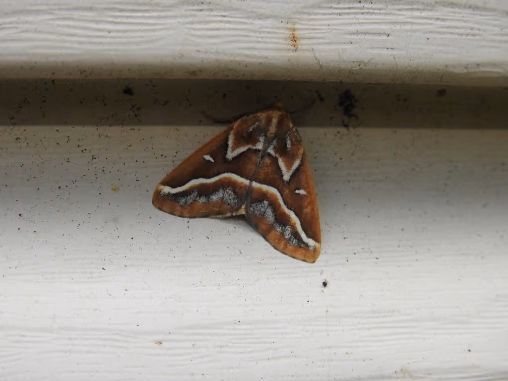 Brown Pine Looper Moth, Adult