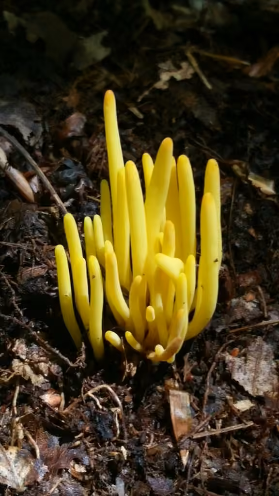 Clavaire en fuseau, photo 2 sur 5