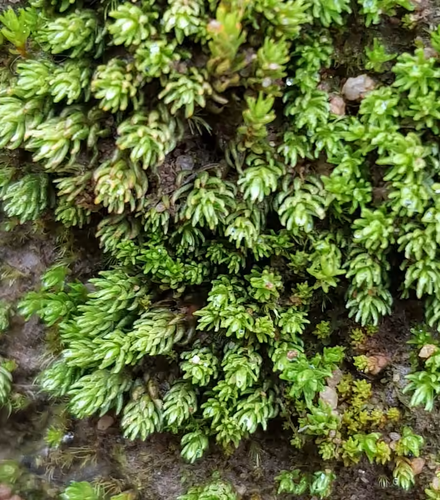 Hercynian Haircap, photo 2 of 5