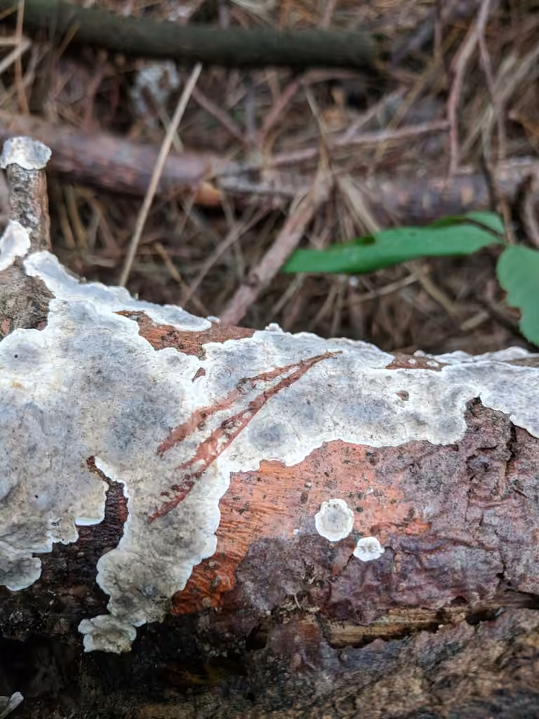 Stérée sanguinolente, photo 2 sur 5
