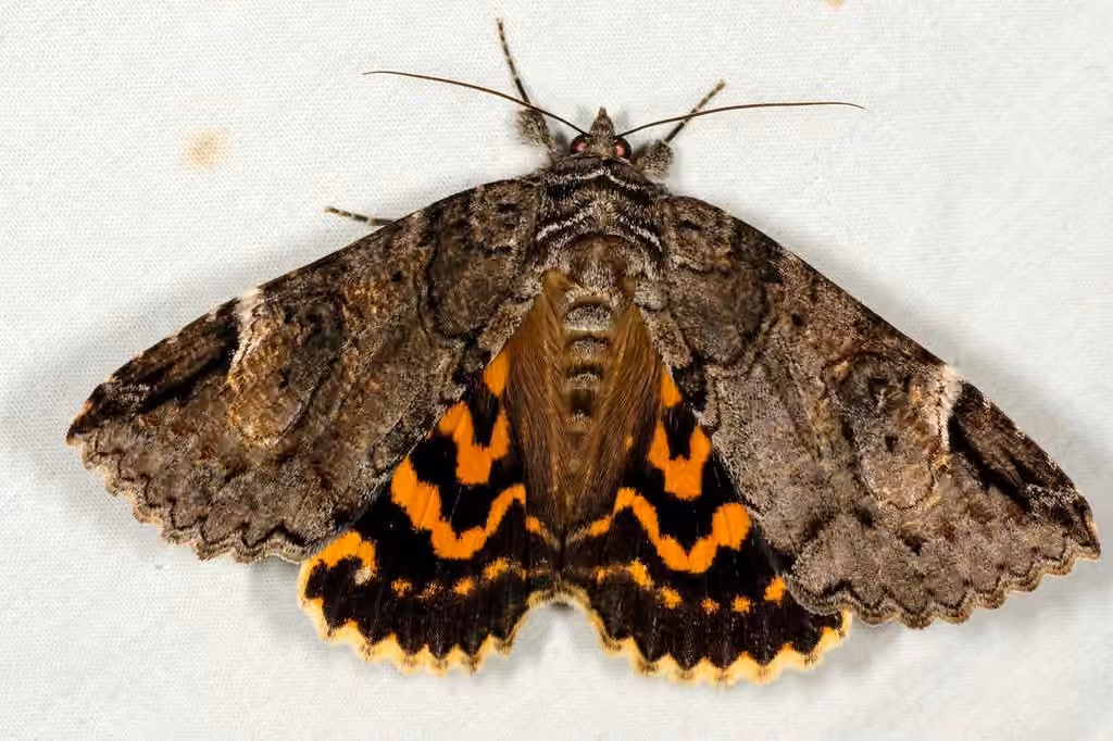 Locust Underwing, Adult