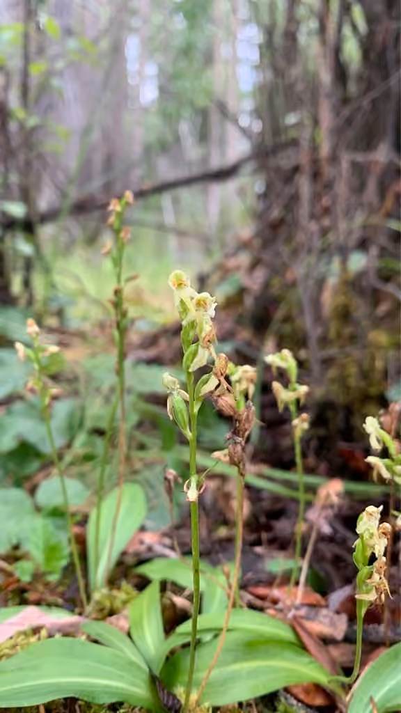 Northern small bog orchid, In flower