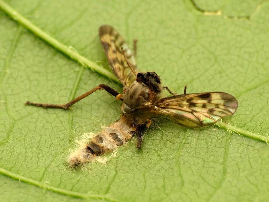 Furia ithacensis, photo 3 of 5