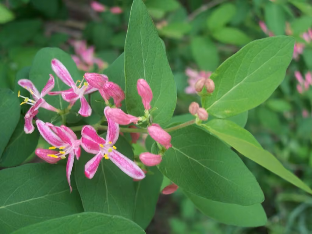 Tatarian honeysuckle