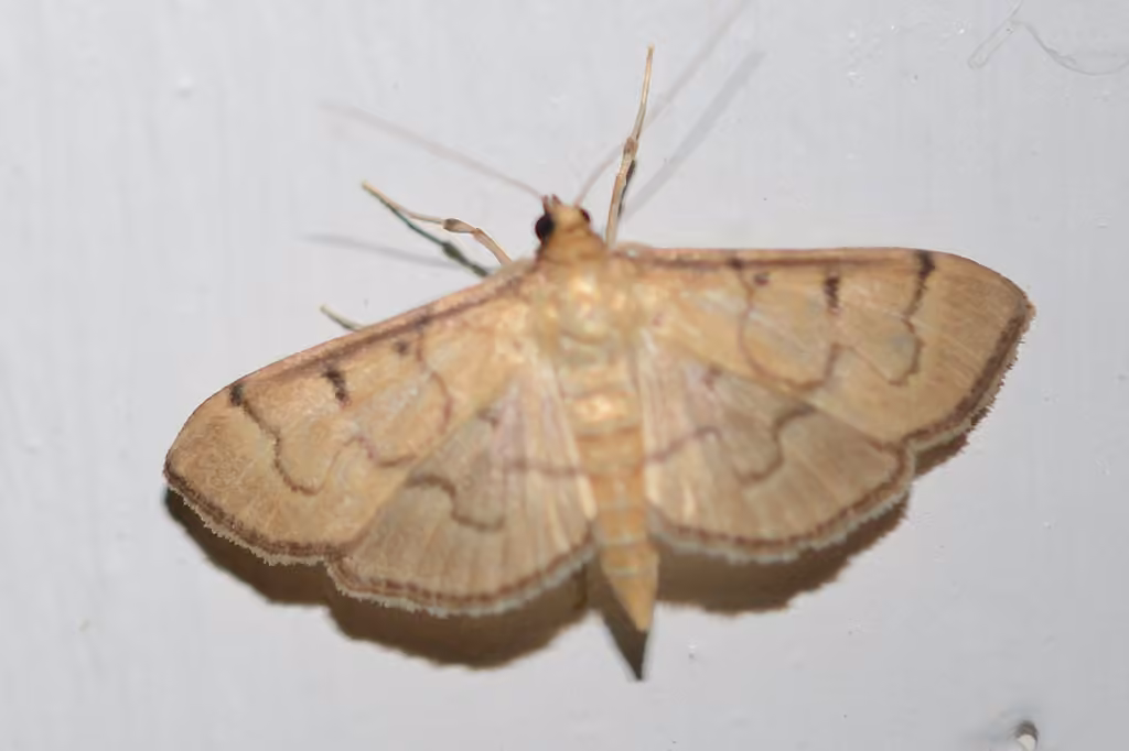 Herpetogramma Moth, Adult