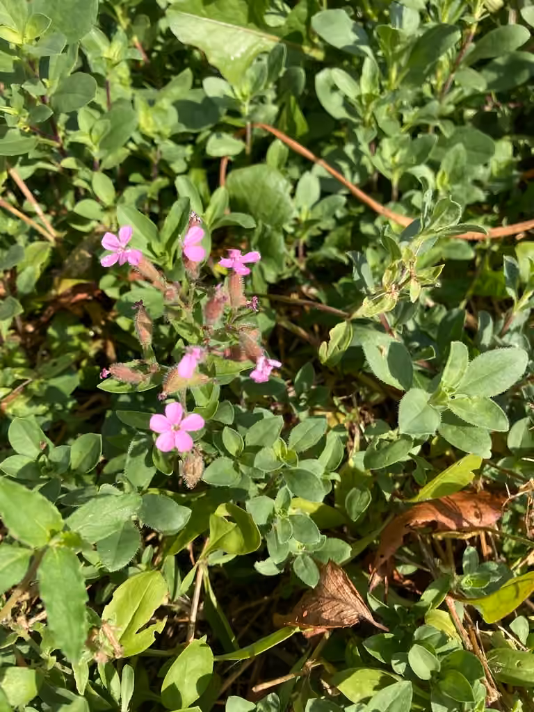 Rock soapwort, In fruit