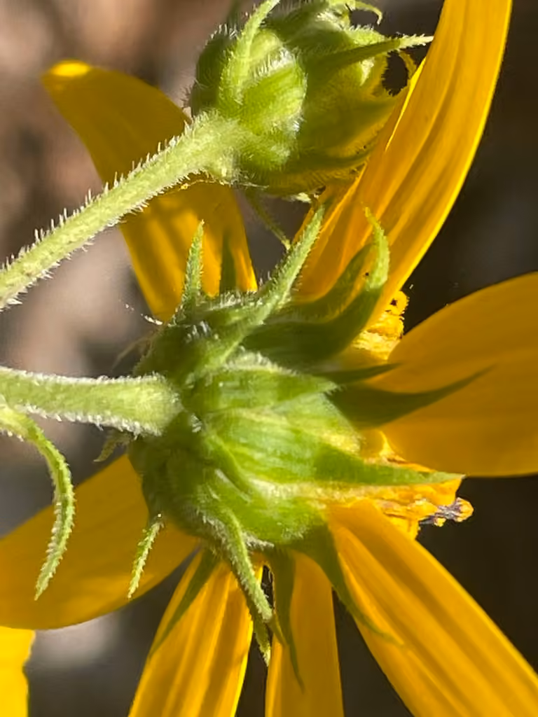 Hélianthe à feuilles étalées, En fleurs